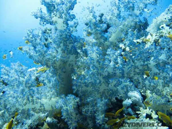 gordon dive site soft coral