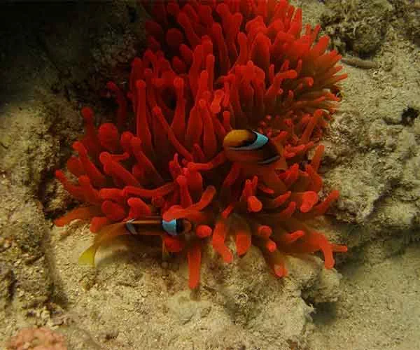 Strait of Tiran Dive destination, Jackson reef Dive Site