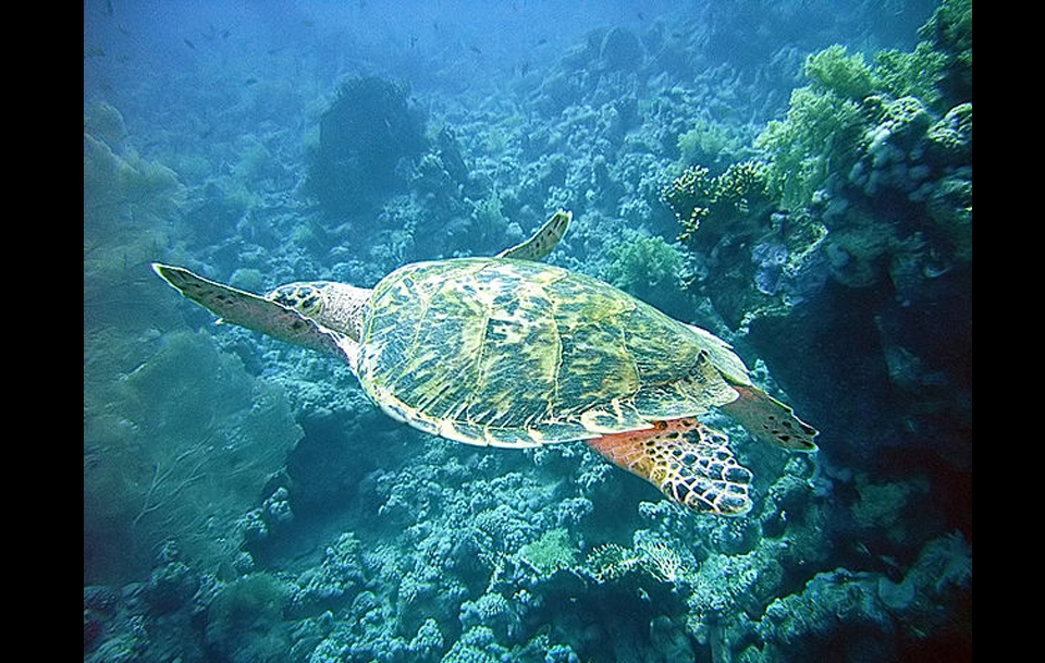 jackfish alley dive site, Ras mohammed destination Turtle Sharm El Seikh 4