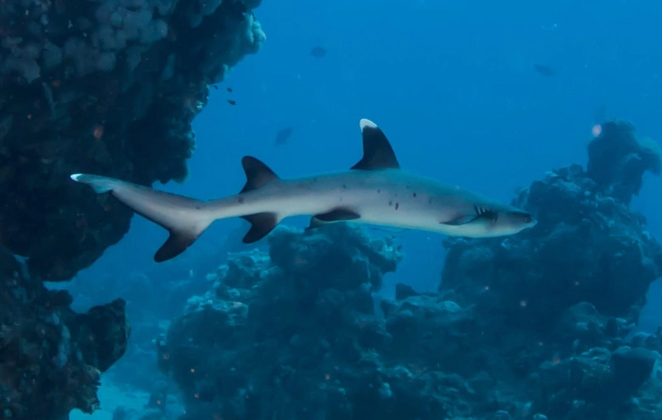 jackfish alley dive site, Ras mohammed destination, white tip shark Diving in Egypt