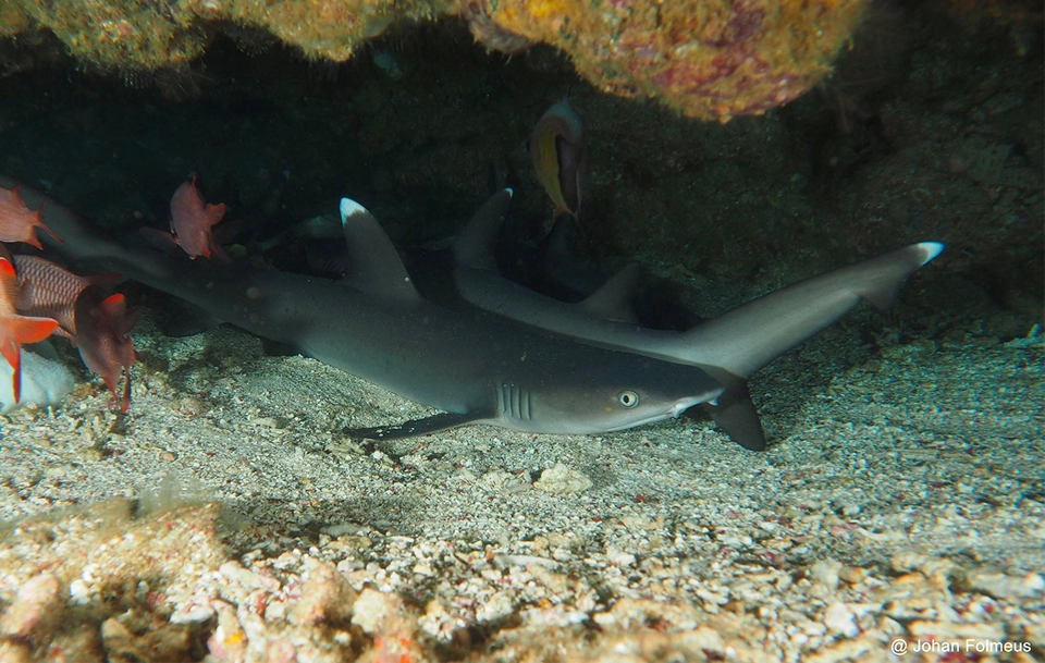 shark observatory dive site ras mohammed destination Whitetip Reef Sharks. Egypt diving Sharm El Sheikh