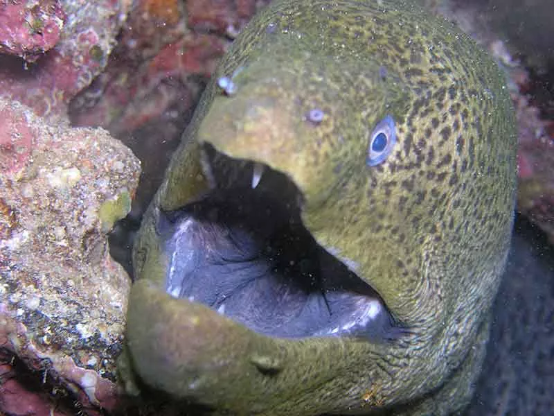smallcrack dive site moray eel