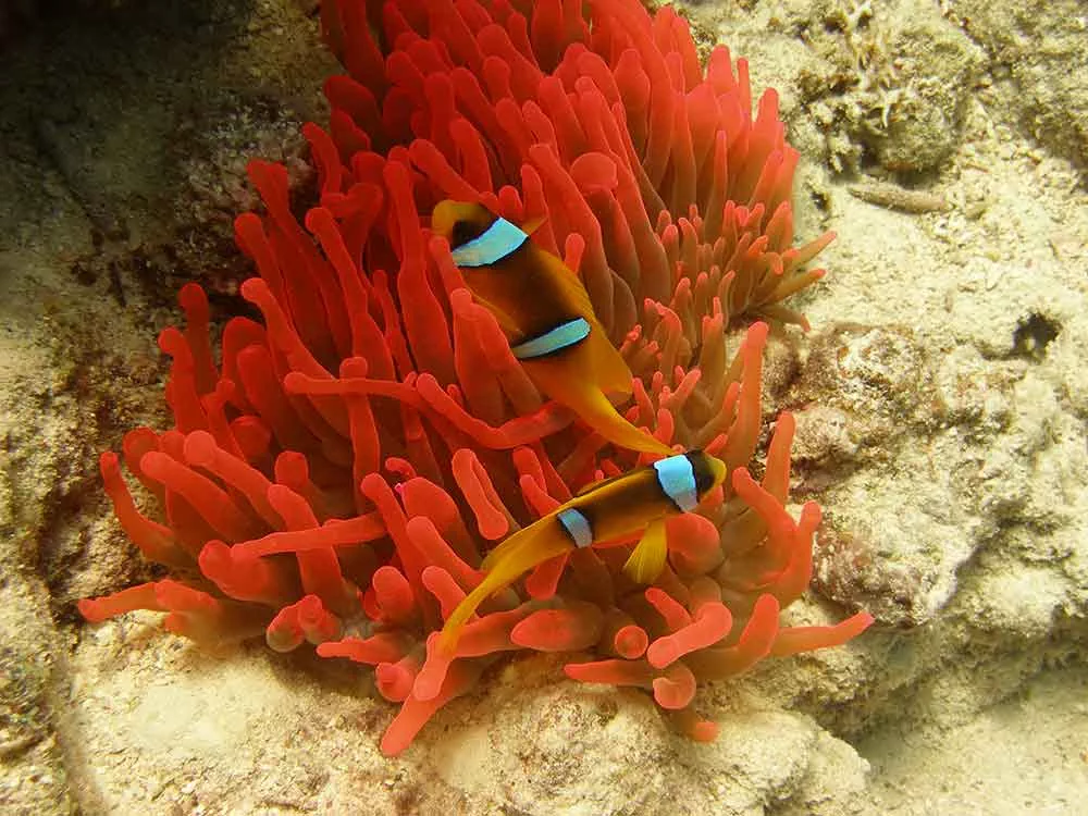 smallcrack dive site anemonefish