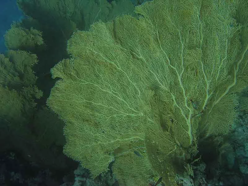 smallcrack dive site gorgonian coral