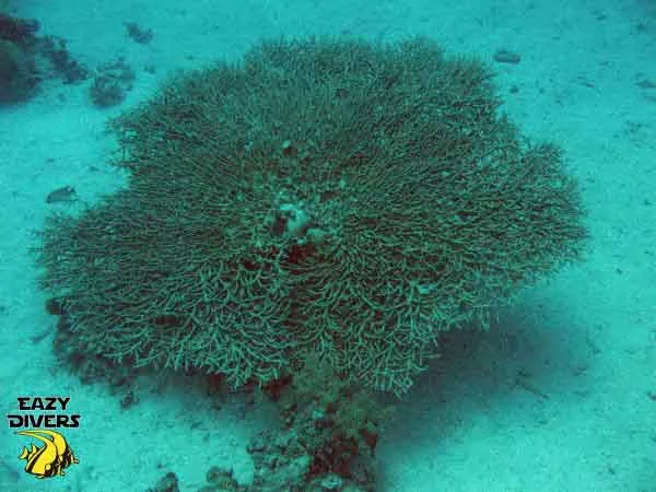 southlaguna dive site gorgonian corals
