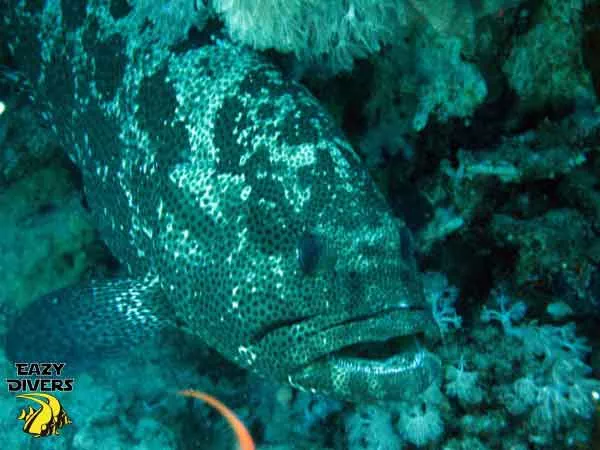 thomas dive site grouper fish