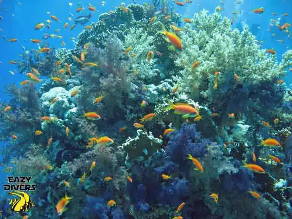 yolanda dive site colorful small fish